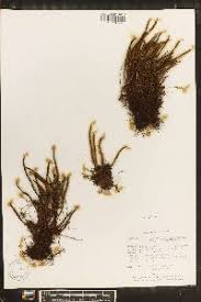 Image result for Grammitis