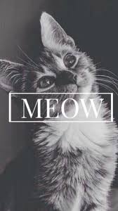 Meow Cute Cat Iphone 6 Wallpaper Cat Wallpaper Cellphone Wallpaper Iphone 6 Wallpaper