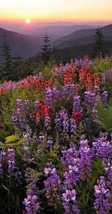 Maybe you would like to learn more about one of these? Spring Flowers Cascade Mountains Washington State Dikie Cvety Naturalnyj Pejzazhi