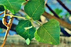 Permukaan daun dadap licin tempat hama diinfestasikan, dilakukan pemberian insektisida. 5 Khasiat Daun Dadap Dari Obat Cacing Hingga Penurun Demam