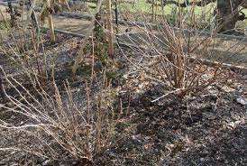 Image result for jostaberry