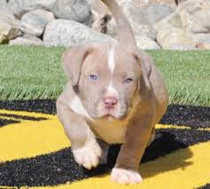Pitbull puppies online is the #1 classified to buy, adopt and sell your pitbulls. Available American Pitbull Terrier Premium Pitbull