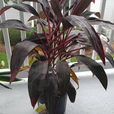 Check spelling or type a new query. Cordyline Fruticosa Red Sister Hawaiian Ti Plant Red Sister Uploaded By Scholarballer0723