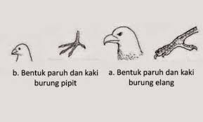 Pengertian Adaptasi Morfologi Dan Contohnya Ringkasan Terjelas Pengertian Apapun