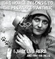 Black Cats Are Just Miniature Panthers