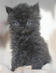 Guilty Puppy Cute Cats Kittens Pretty Cats
