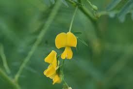 Image result for Sesbania macrantha