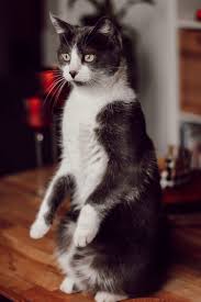 Facile, il suffit russirez vous enfermer le chat pour viter quil ne senfuie. Adopter Un Chat L Histoire De Cachou Et Son Adoption Le Loup Dort