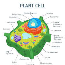 Plant cells are eukaryotic cells present in green plants, photosynthetic eukaryotes of the kingdom plantae. Plant Cell Posts Facebook
