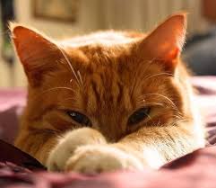 So if your new cat friend is a female orange tabby, choose a special name to match! Orange Tabby Cat Name List Male And Female