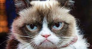 internetin fenomen kedisi grumpycat sahibine 81 milyon kazandirdi kedi hayvanlar komik hayvanlar