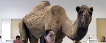 Incarnations view all 2 versions of hump day camel on btva. Guess What Day It Is The Voice Behind The Camel Coupongy