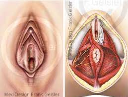 Becken Der Frau Weibliche Beckenorgane