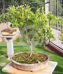 Buy plants in hyderabad,plant nurseries in hyderabad,gift a plant online in hyderabad,buy plants online in hyderabad,send plants online in hyderabad,buy bonsai plants online in hyderabad. A Bonsai Orange Tree In Ramoji Filmcity Hyderabad Bonsai Orange Tree Indoor Bonsai Tree Plants