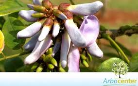 Image result for Millettia dura