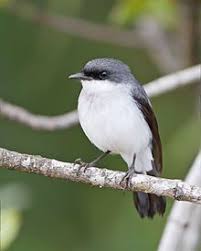Birds Of Prey Wikipedia Indonesia Mangrove Robin Wikipedia Australian Birds Pet Birds Beautiful Birds