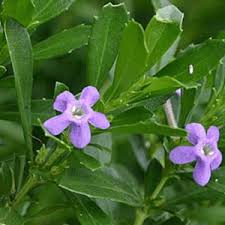 Image result for Freylinia