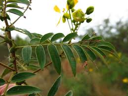 Image result for Senna petersiana