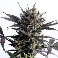 The world meteorological organization manual of codes includes. Lemon Haze Auto Durch Kannabia Seeds Von Seed City