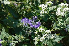 Native to the southeast, ne populations are thought to be garden escapees. Plant Identification Closed What Are These Shrubs Flowering In September In Pa 1 By Dbooksta