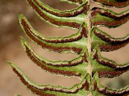 Image result for Blechnaceae