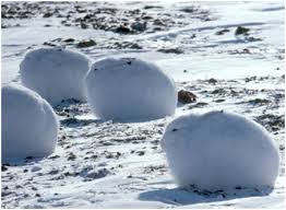 This item:webkinz signature arctic hare 10.5 plush $24.99. Artic Bunny S Um Hello Cotton Puff I Want One Arctic Hare Animals Animals Wild