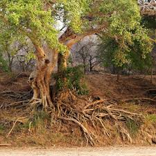 Image result for Celtis africana