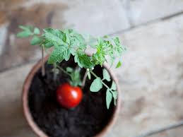 When is a good time to plant tomatoes. When To Plant Tomatoes Planting Guide 2021 Northern Nester