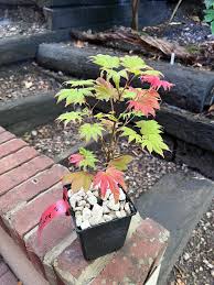 Image result for Shira Red 2015 A1