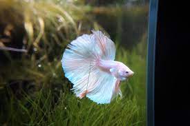 For sale female betta koi galaxy wa 082157042777 koi betta pet fish betta fish : Meet Mew A Pink Platinum Unicorn Halfmoon Hm Male Bettafish