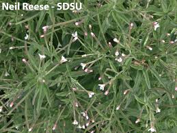 Image result for Otholobium foliosum