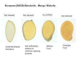 Postharvest Handling Of Mango Ppt Download