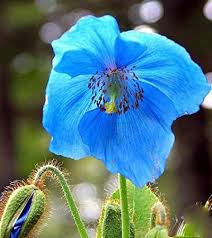 Amazon Com 200 Satisfied Flower Seeds Poppy Blue Himalayan Meconopsis Betonicifolia Seeds By Crazy Seed P Flower Seeds Blue Poppy Planting Poppy Seeds
