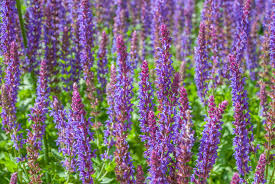 Model# 52474 $ 4 48 /quart. 10 Popular Species Of Salvia Plants