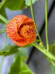 Image result for Abutilon sp.no.1