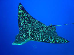 This public document was automatically mirrored from pdfy. Spotted Eagle Ray Beast Wars Transformers Wiki Fandom