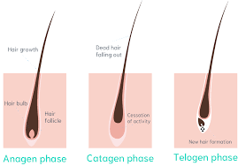Laser hair removal has become one of the most popular skin care treatments. Laser Hair Removal Courses Sk N Clinics