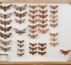 Image result for Entephria polata