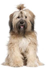 Top 30 Dogs That Don T Shed Small Medium And Large Breeds Pet Territory Tibetan Terrier Medium Dogs Dogs