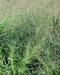Image result for Eragrostis macrochlamys