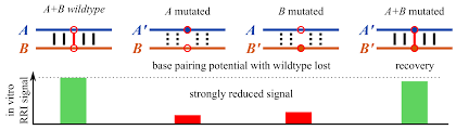 Laut einer pressemitteilung von cegat. Ijms Free Full Text Copomus Ranking Compensatory Mutations To Guide Rna Rna Interaction Verification Experiments Html