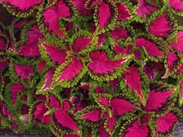 We did not find results for: 6 Plants That Thrive In Full Sun Full Sun Plants Sun Plants Full Sun Flowers