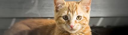 Cats are available for adoption in certain stores and dog adoption events occur routinely with rescue partners (call your local petco for more details). How To Groom A Cat Petco