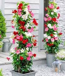 Mandevilla Magic Trio Kletternde Blumen Balkon Pflanzen Sommerblumen
