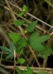 Image result for Triumfetta trichocarpa