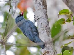 Image result for Orthochilus nuttii