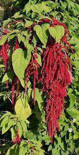 Pin On Amaranthus