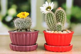 Another way of propagating cacti is by grafting. How To Care For A Cactus At Home How To Care For Cactus The Secrets Of Growing At Home Cacti And How To Care For Them