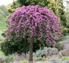 Here, different furniture groupings and paths divide a small backyard landscape into attractive and restful seating nooks. Hgic 1021 Redbud Extension Clemson University South Carolina Ornamental Trees Landscaping Dwarf Trees For Landscaping Redbud Tree
