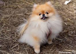 Best Dog Food For Pomeranians